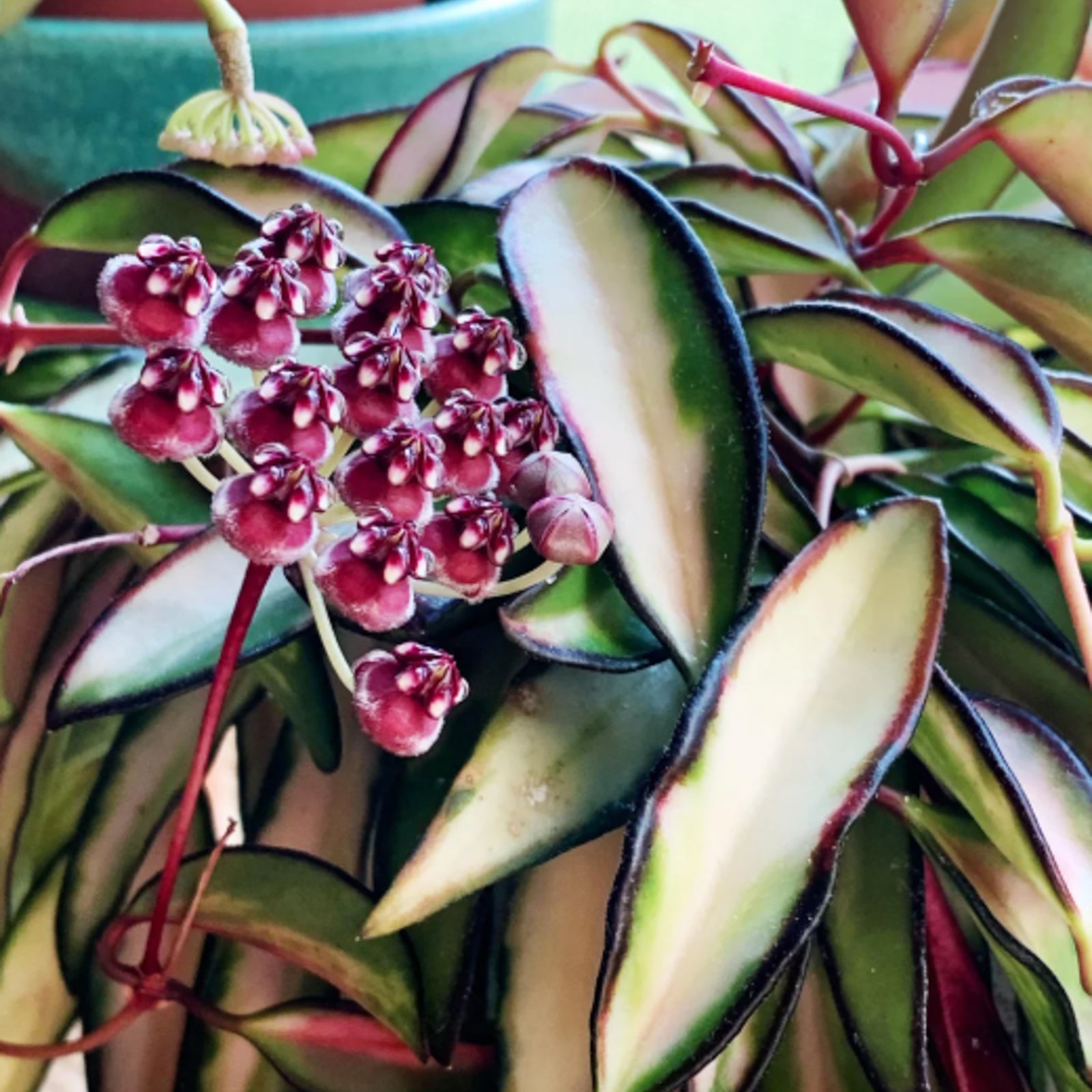 Flower blooms of Hoya Wayetii Tricolor Variegated