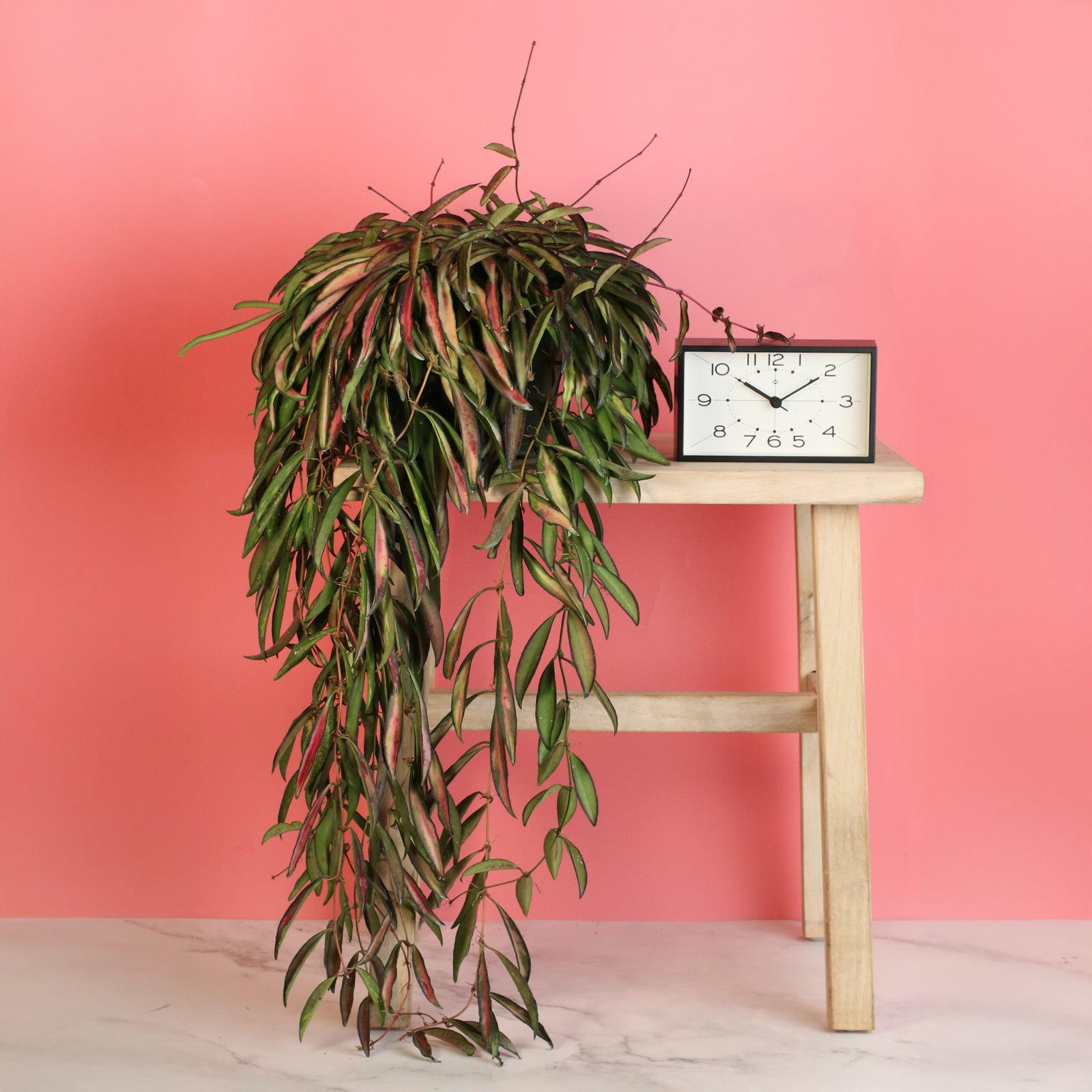 Flower blooms of Hoya Wayetii Tricolor Variegated