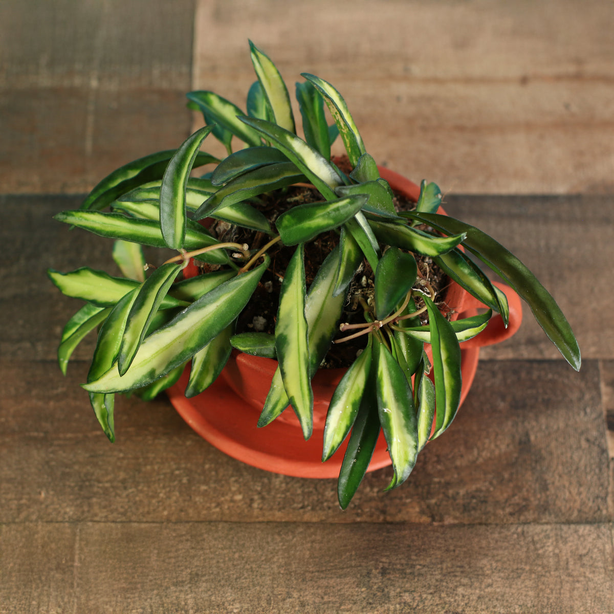 Top View of Wayetti Tricolor Variegated Hoya plant in 4" Lyfe Tea Cup