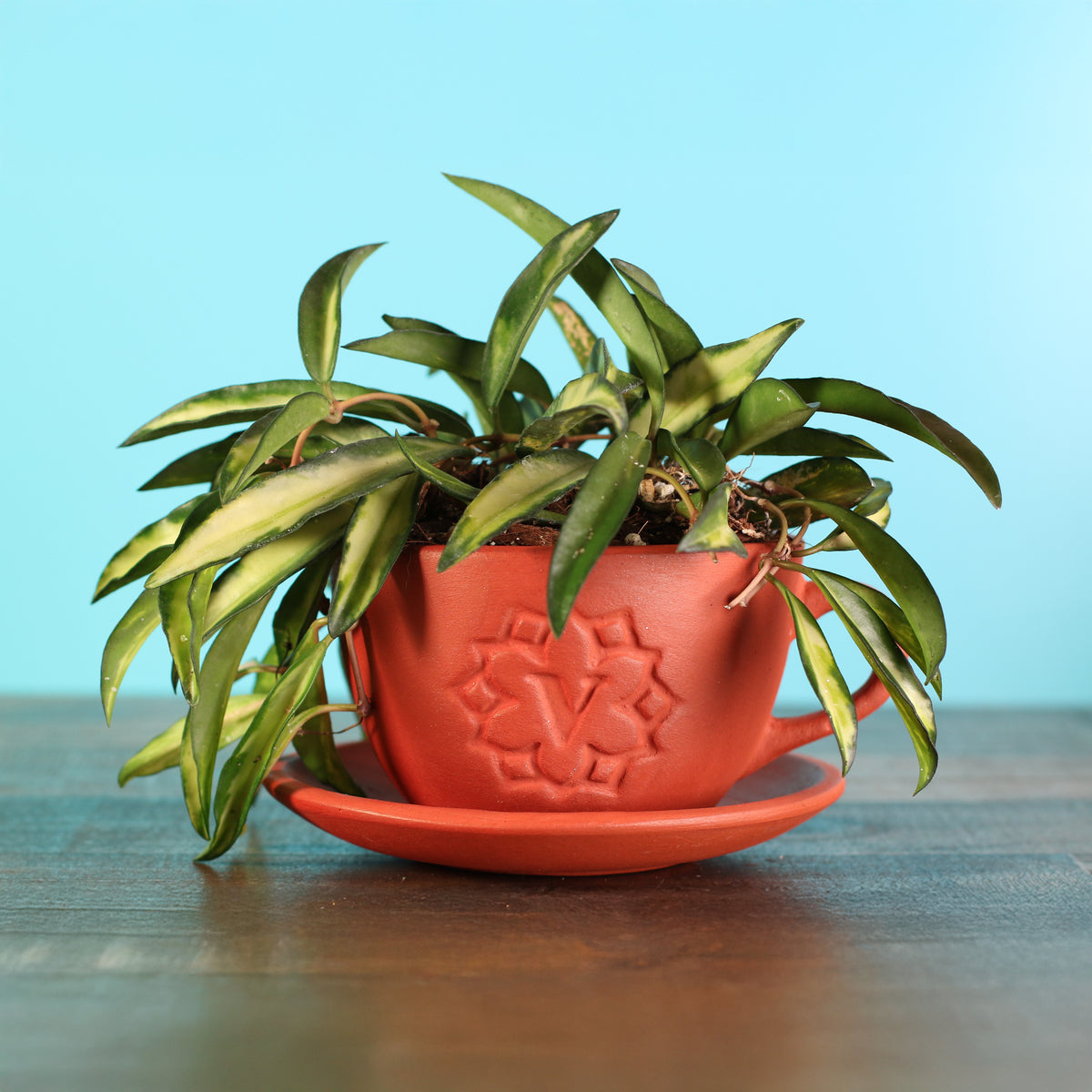 Hoya Wayetii Tricolor Variegated Plant in our 4" Terracotta Lyfe Tea Cup. 