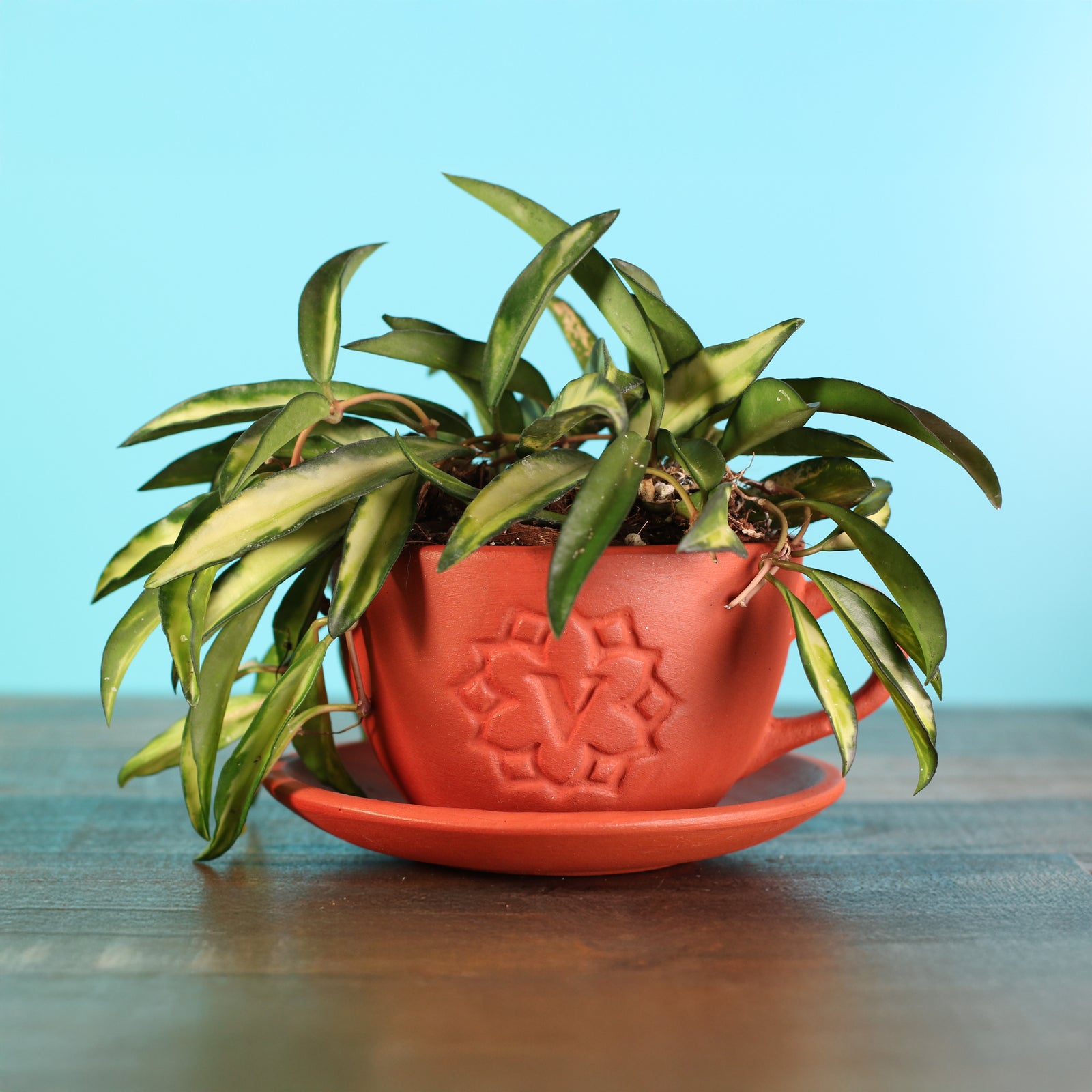 Hoya Wayetii Tricolor Variegated Plant in our 4" Terracotta Lyfe Tea Cup. 