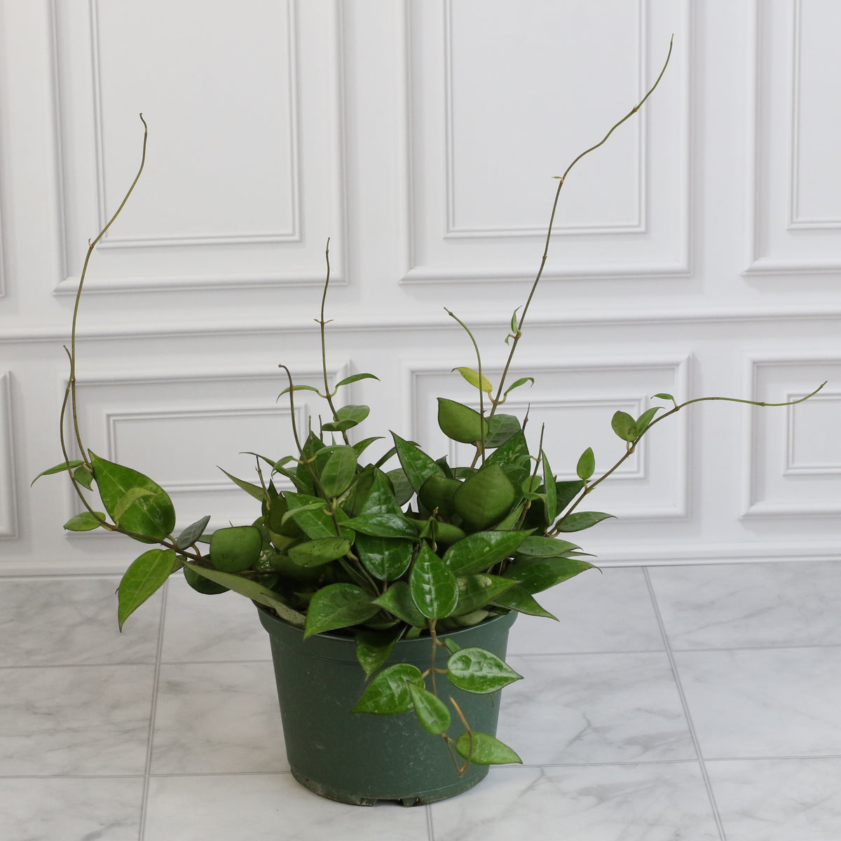Hoya Black Margin
