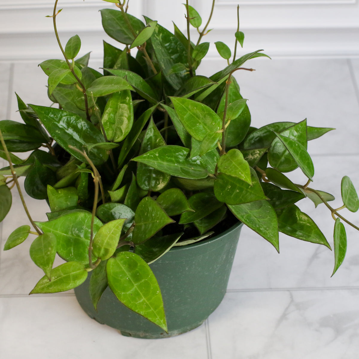 Hoya Black Margin
