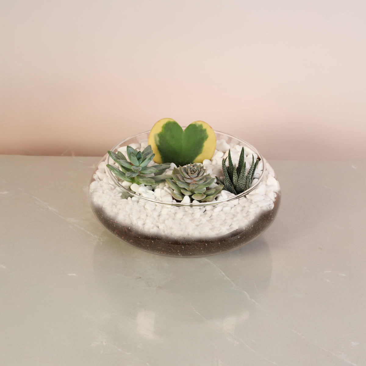 Kerrii Hoya Heart with  Succulents in Terrarium