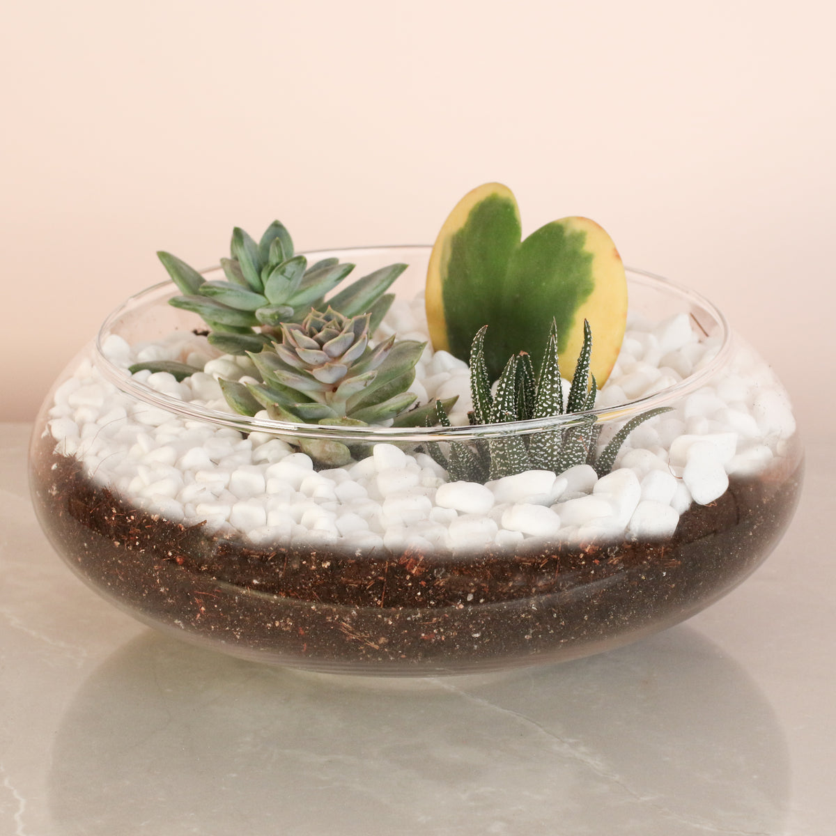 Hoya Kerrii Heart with 3 Succulents in terrarium