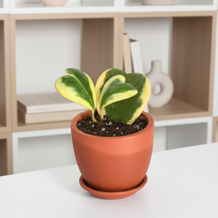 Hoya Kerrii 'Heart' VARIEGATED Sweetheart Valentine Plant