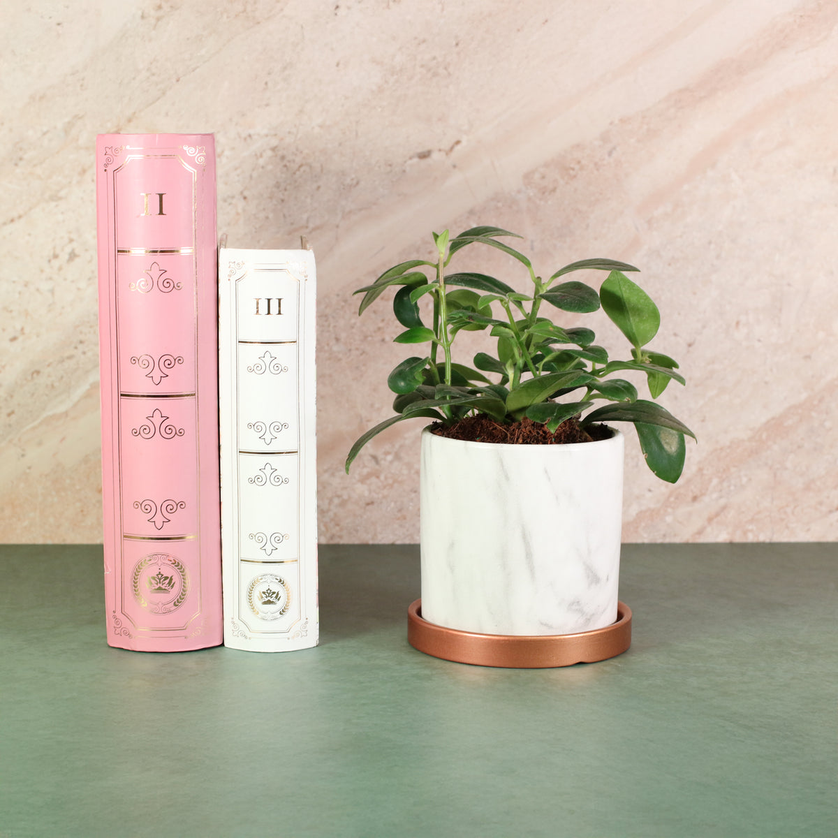 Hoya Mona Lisa Lipstick Plant next to books