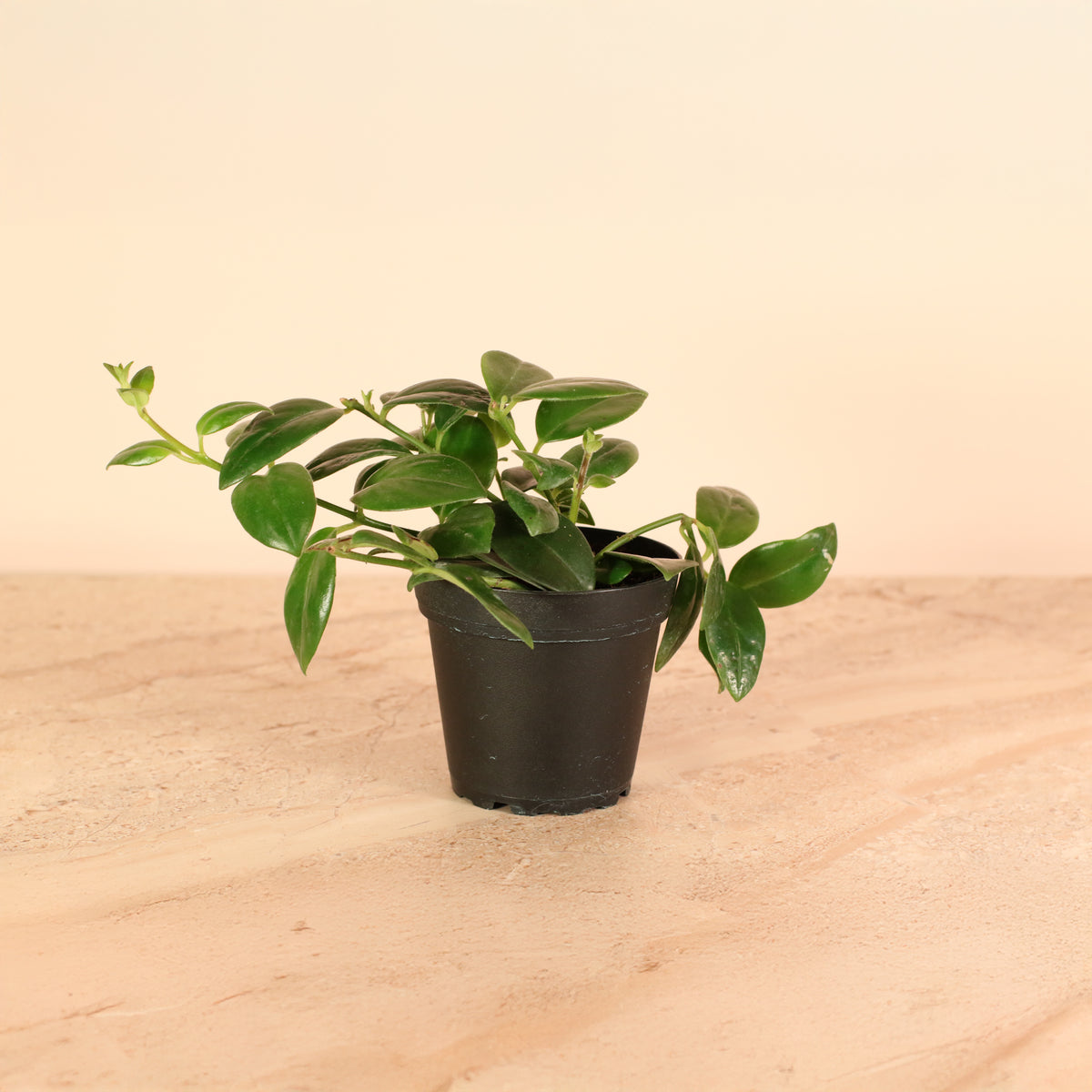 Hoya Mona Lisa Lipstick Plant