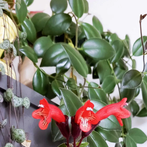 Hoya Mona Lisa Lipstick Plant