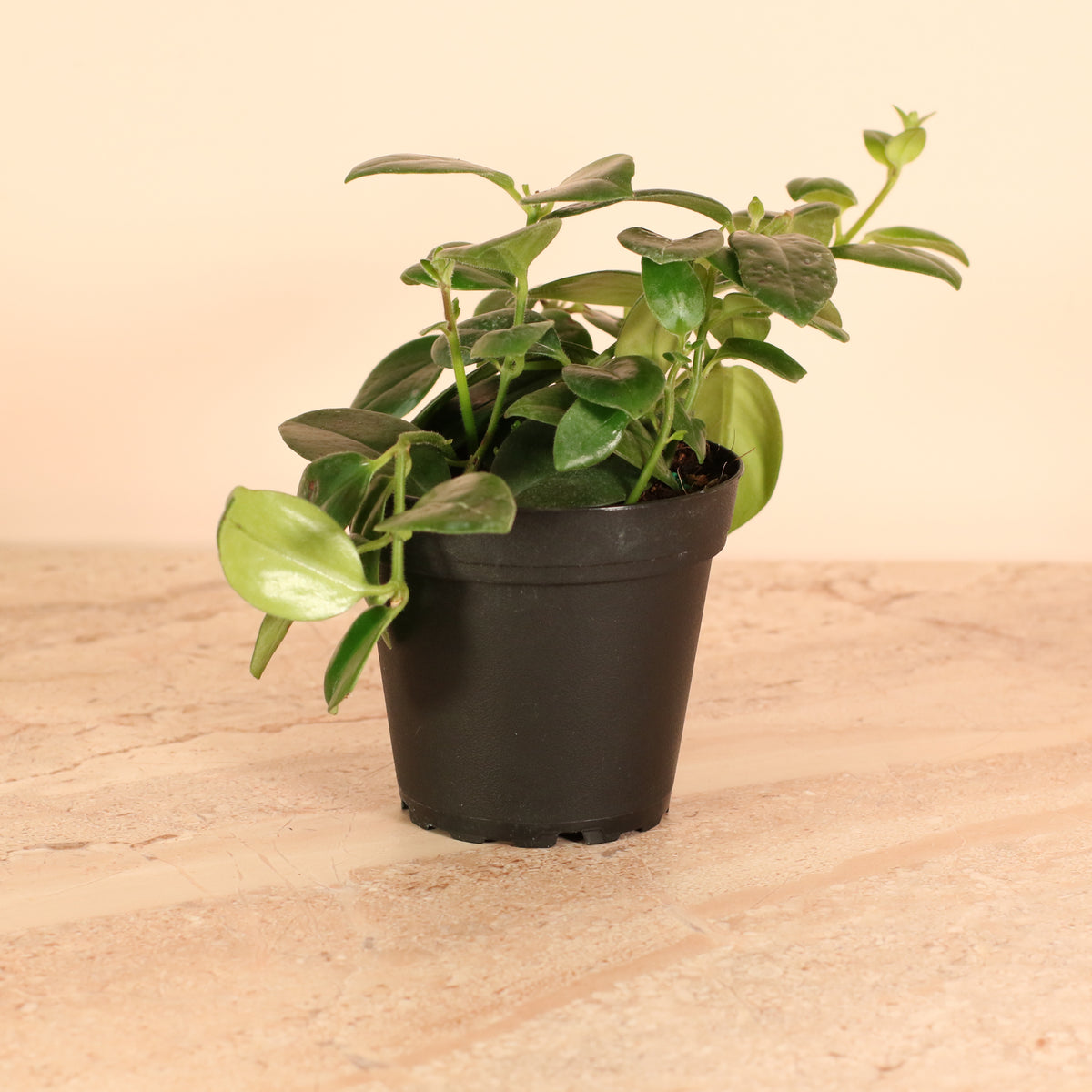 Hoya Mona Lisa Lipstick Plant