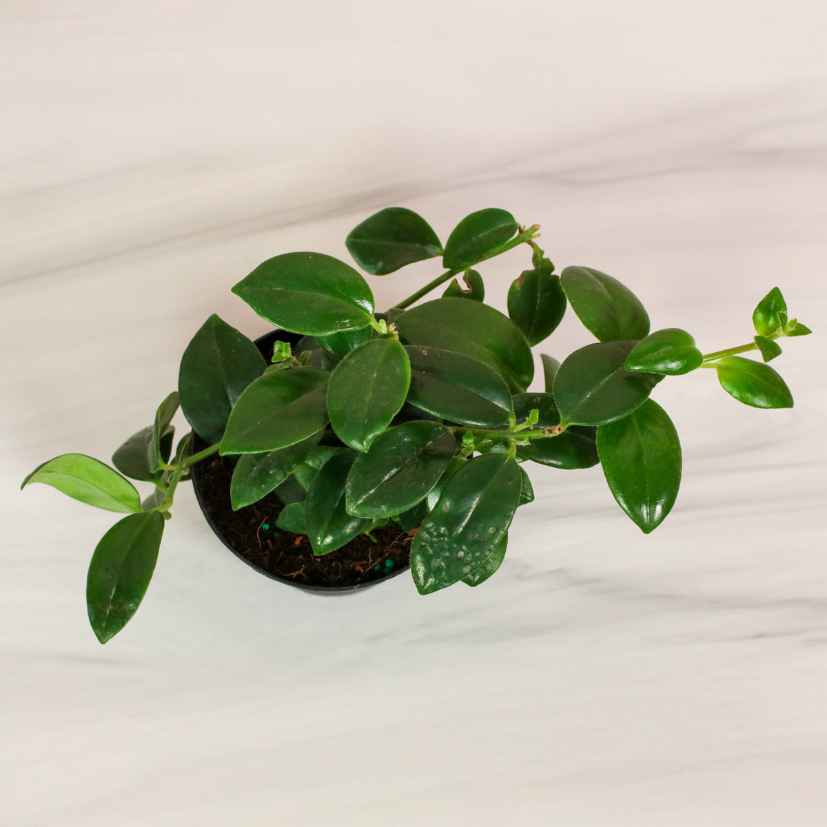 Hoya Mona Lisa Lipstick Plant