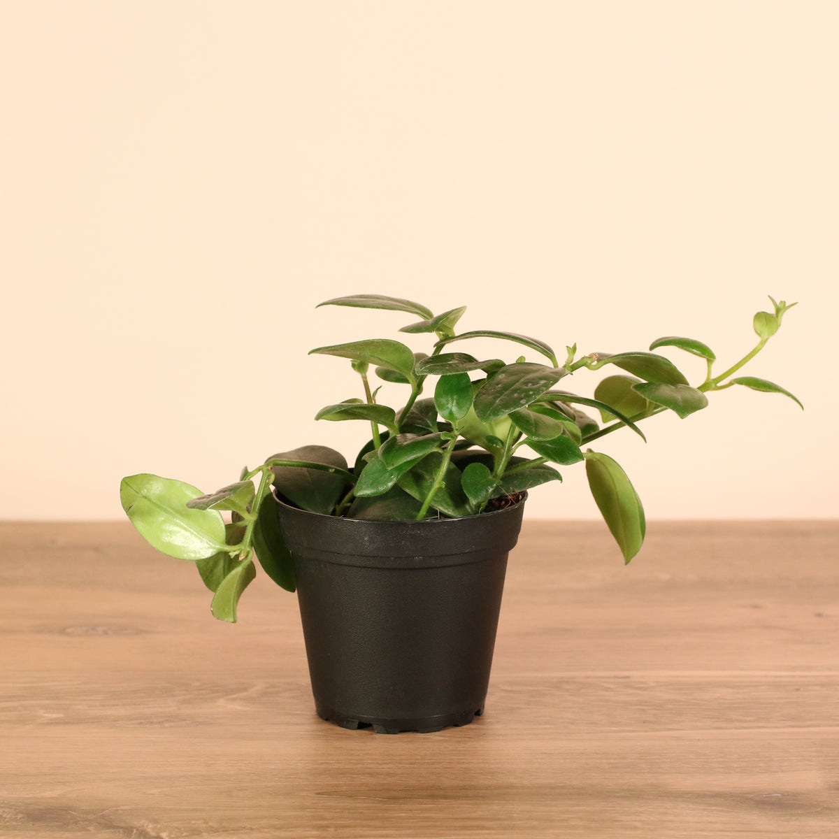 Hoya Mona Lisa Lipstick Plant