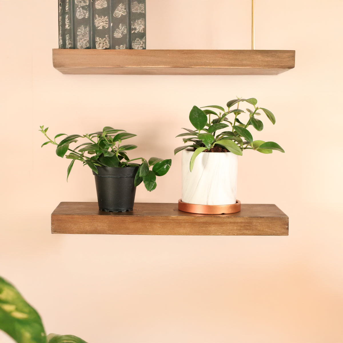 Hoya Mona Lisa Lipstick Plant on shelf