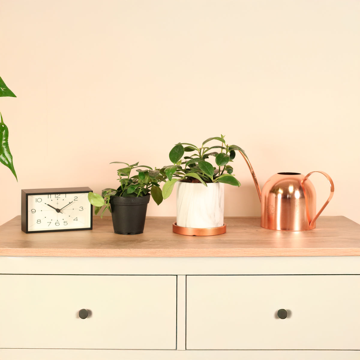 Hoya Mona Lisa Lipstick Plant on dresser