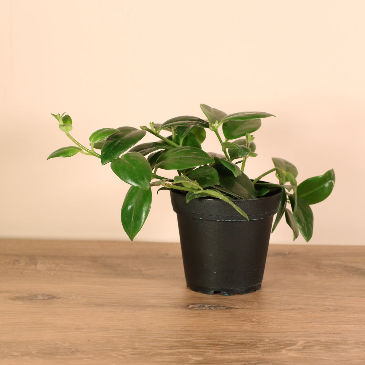 Hoya Mona Lisa Lipstick Plant