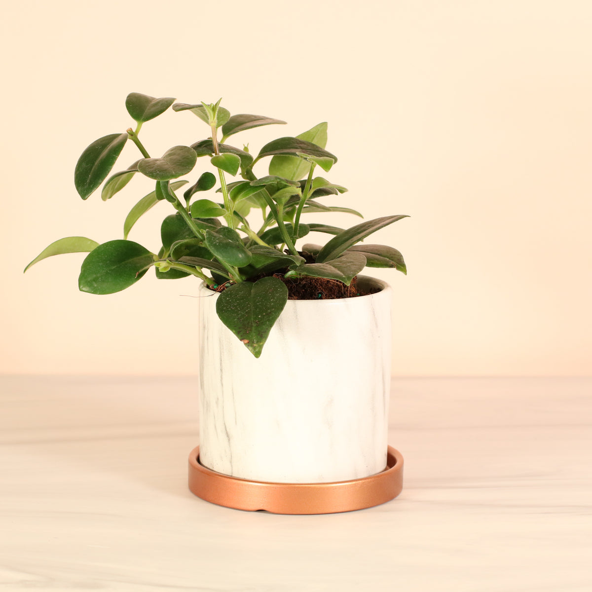 Hoya Mona Lisa Lipstick Plant in Daphne Planter.