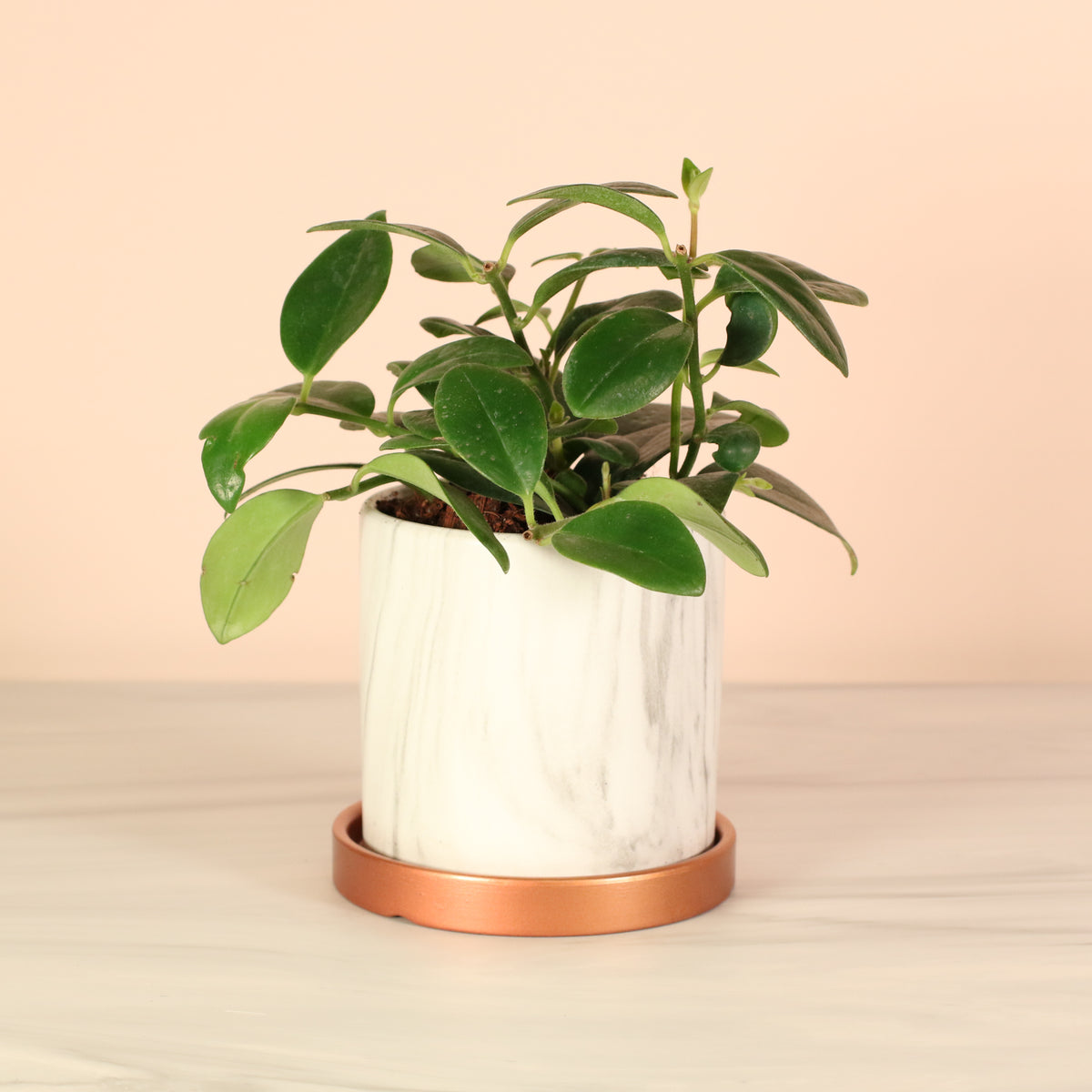 Hoya Mona Lisa Lipstick Plant