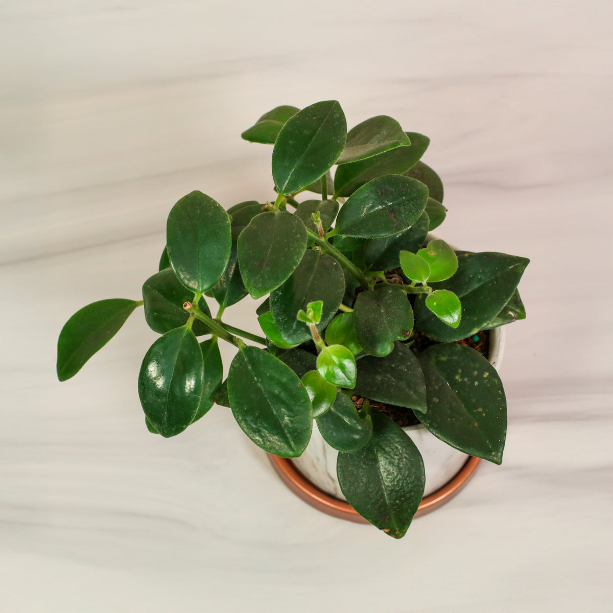 Top View Hoya Mona Lisa Lipstick Plant