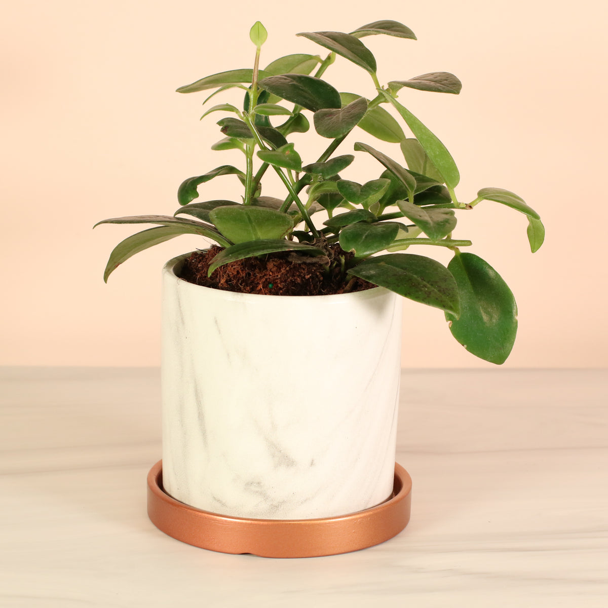 Hoya Mona Lisa Lipstick Plant