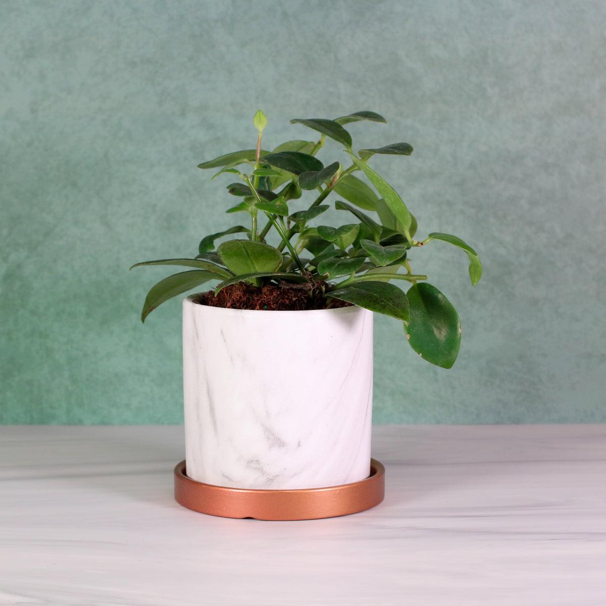 Hoya Mona Lisa Lipstick Plant in Daphne Planter