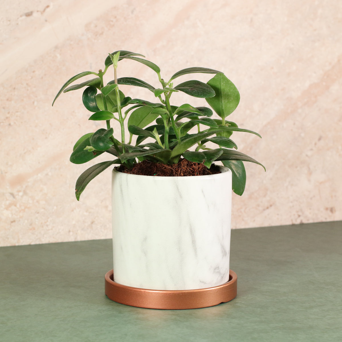 Hoya Mona Lisa Lipstick Plant