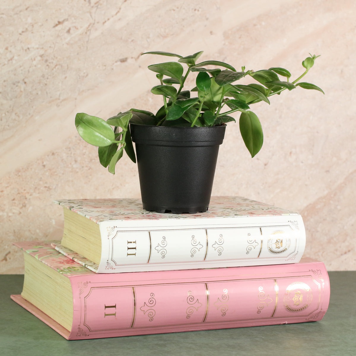 Hoya Mona Lisa Lipstick Plant on top of books 