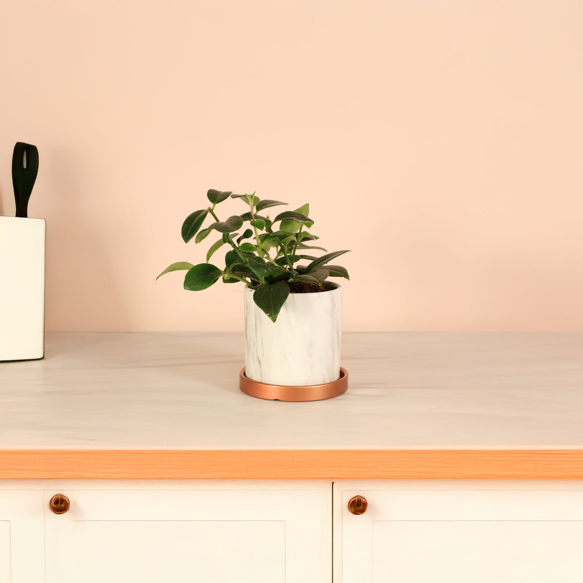 Hoya Mona Lisa Lipstick Plant in kitchen