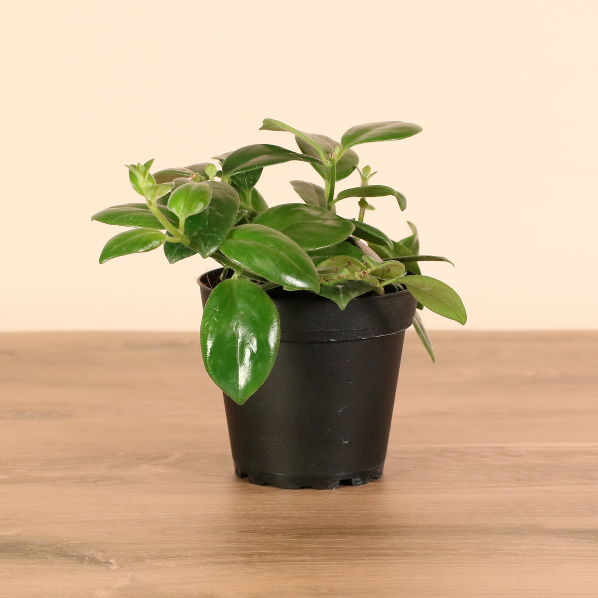 Hoya Mona Lisa Lipstick Plant