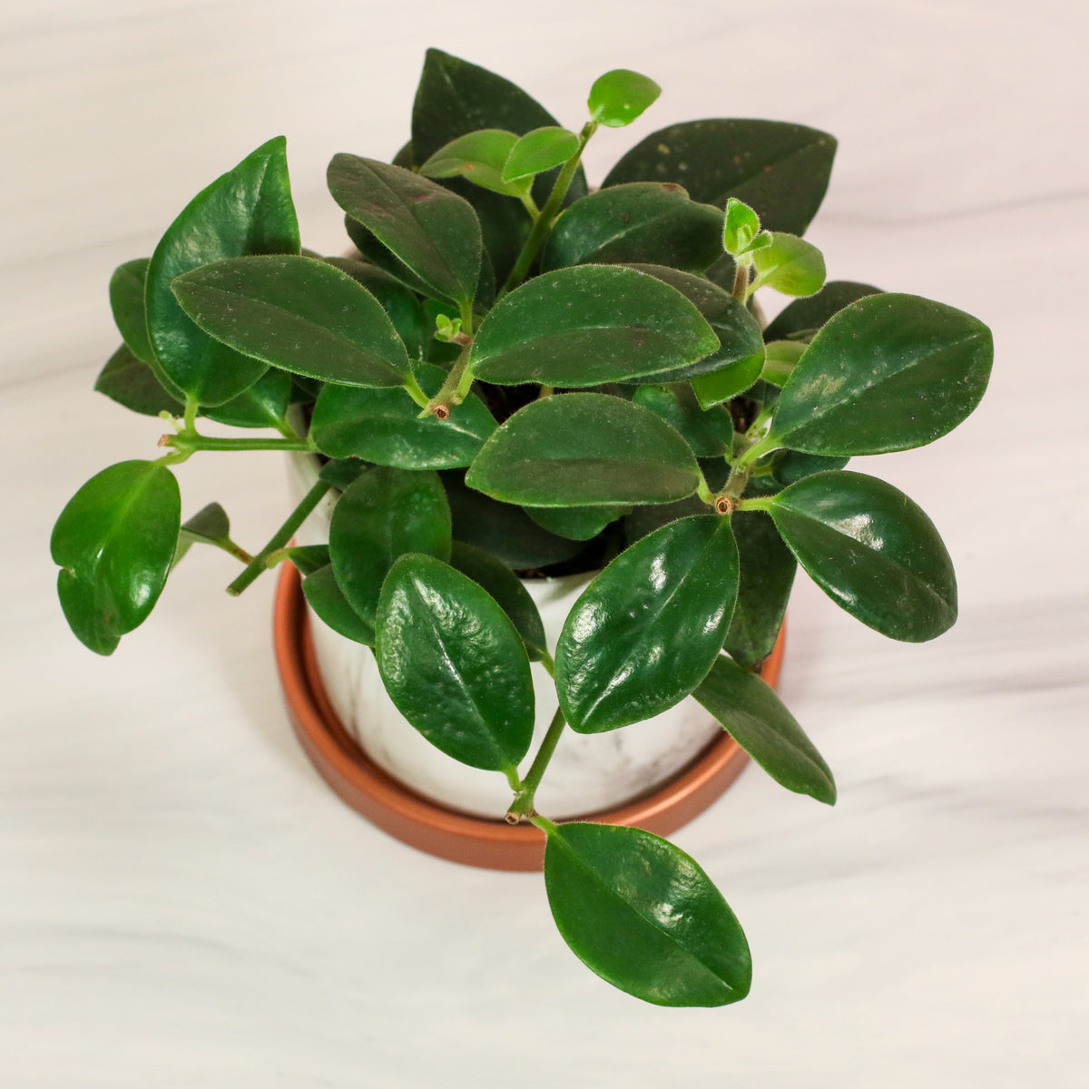 Top view of Hoya Mona Lisa Lipstick Plant