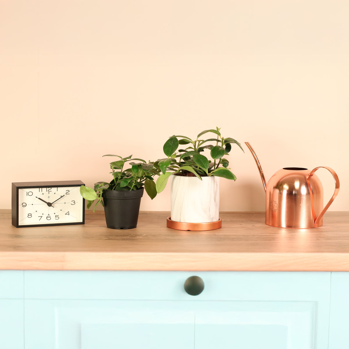 Hoya Mona Lisa Lipstick Plant on dresser