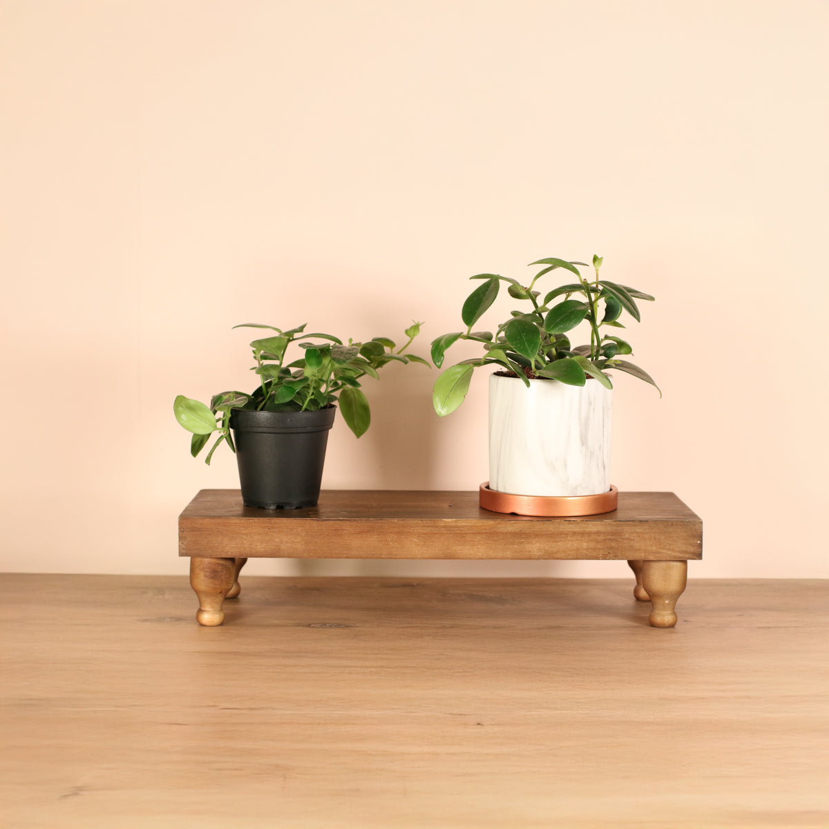 Hoya Mona Lisa Lipstick Plant 4" and Daphne Planter