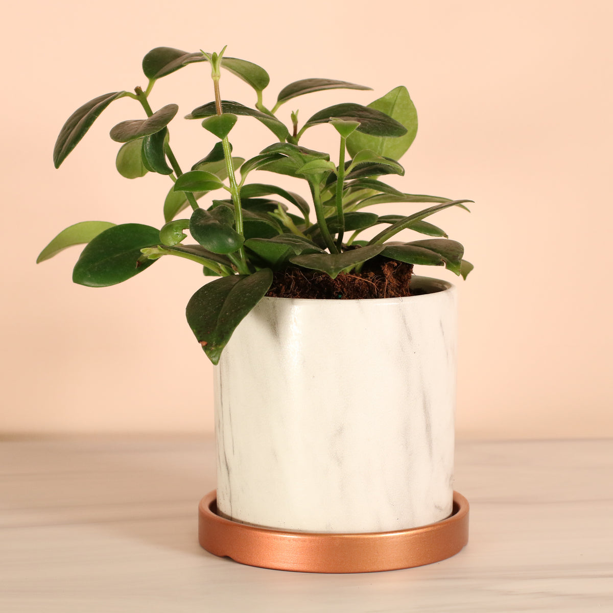 Hoya Mona Lisa Lipstick Plant