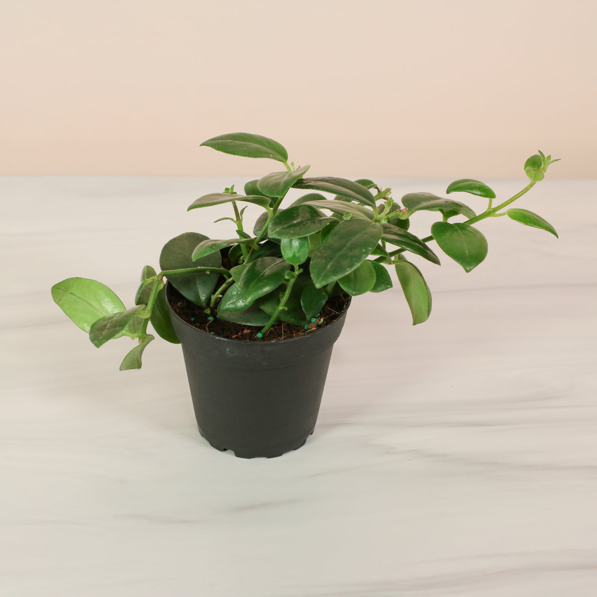 Hoya Mona Lisa Lipstick Plant