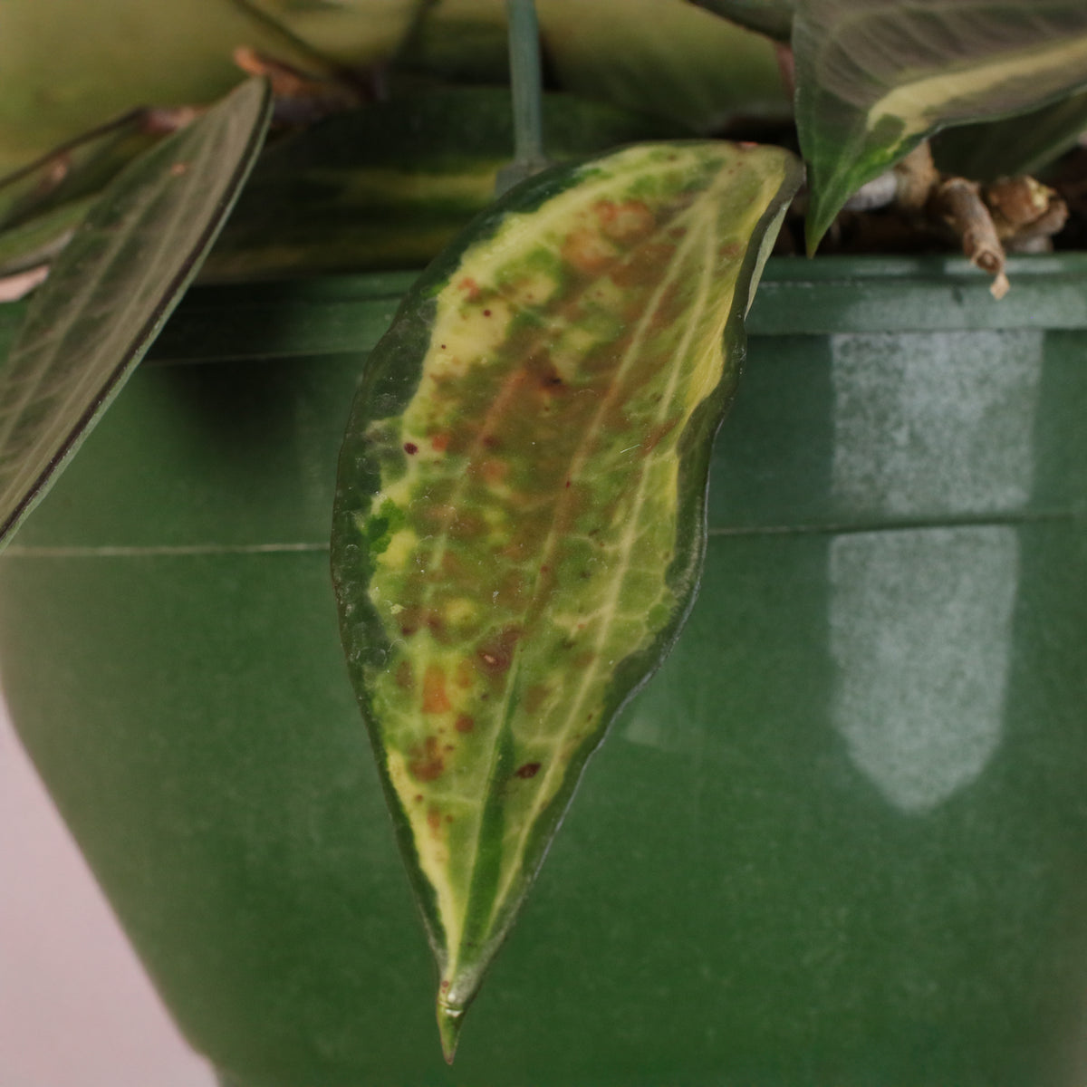 Leaf of Hoya Pot of Gold in hanging planter