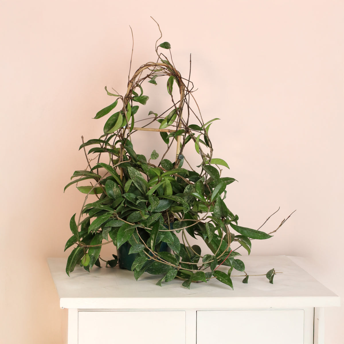 Hoya Pubicalyx Splash Vining Plant on dresser. 