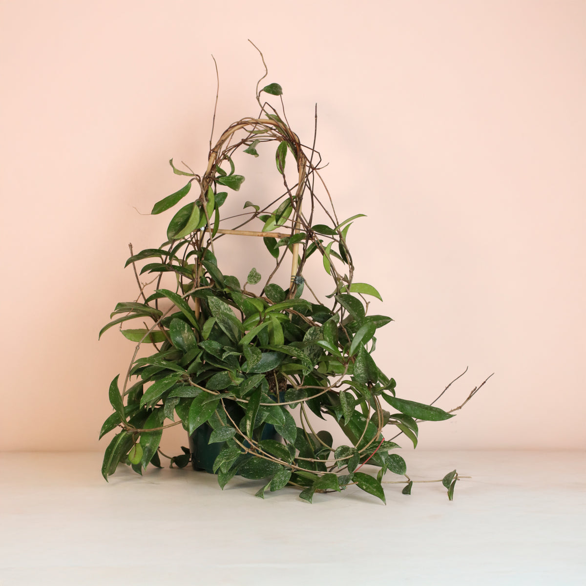 Hoya Pubicalyx Splash Vining Plant 