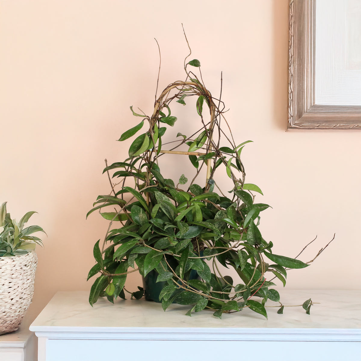 Hoya Pubicalyx Splash Vining Plant