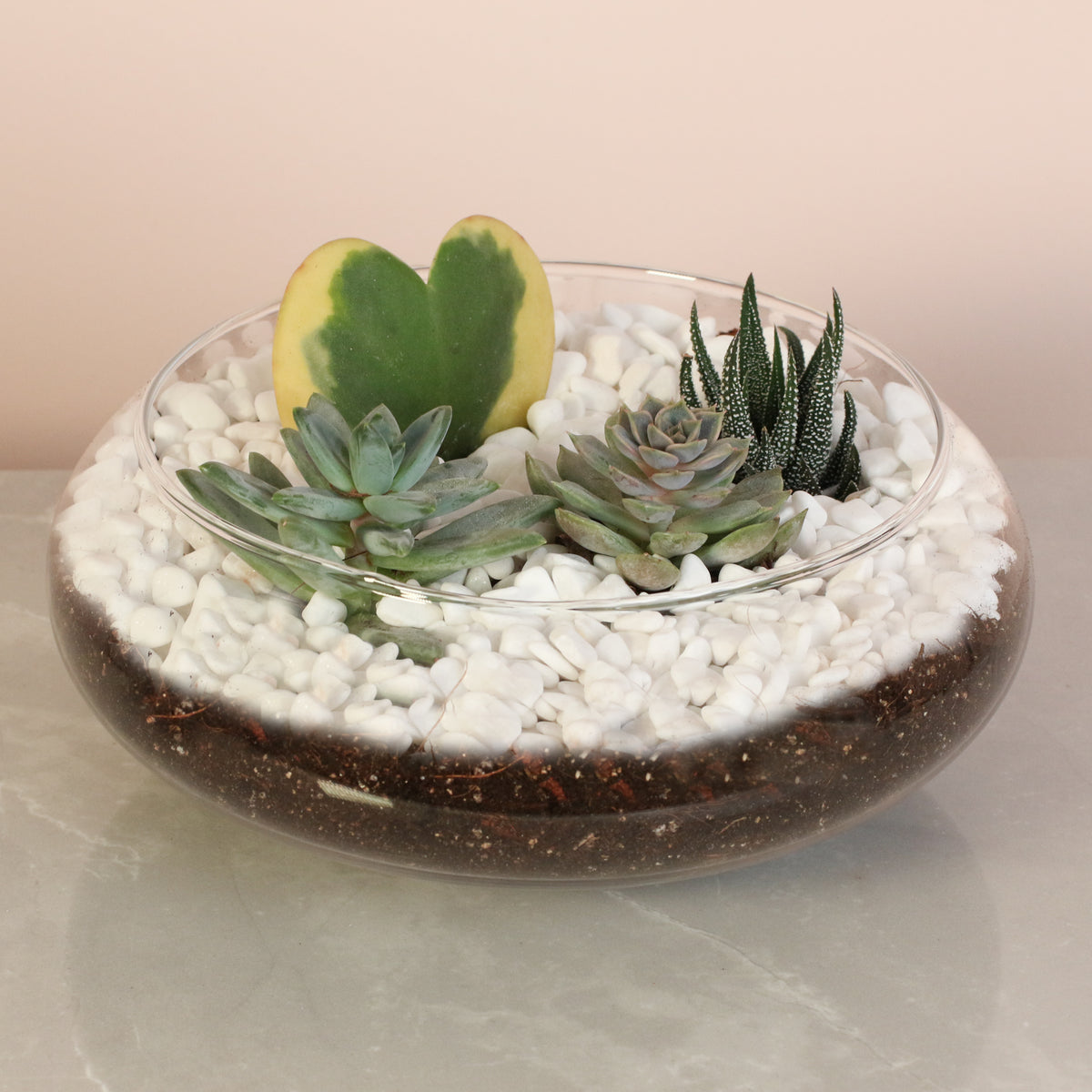 Hoya Kerrii Heart with 3 Succulents