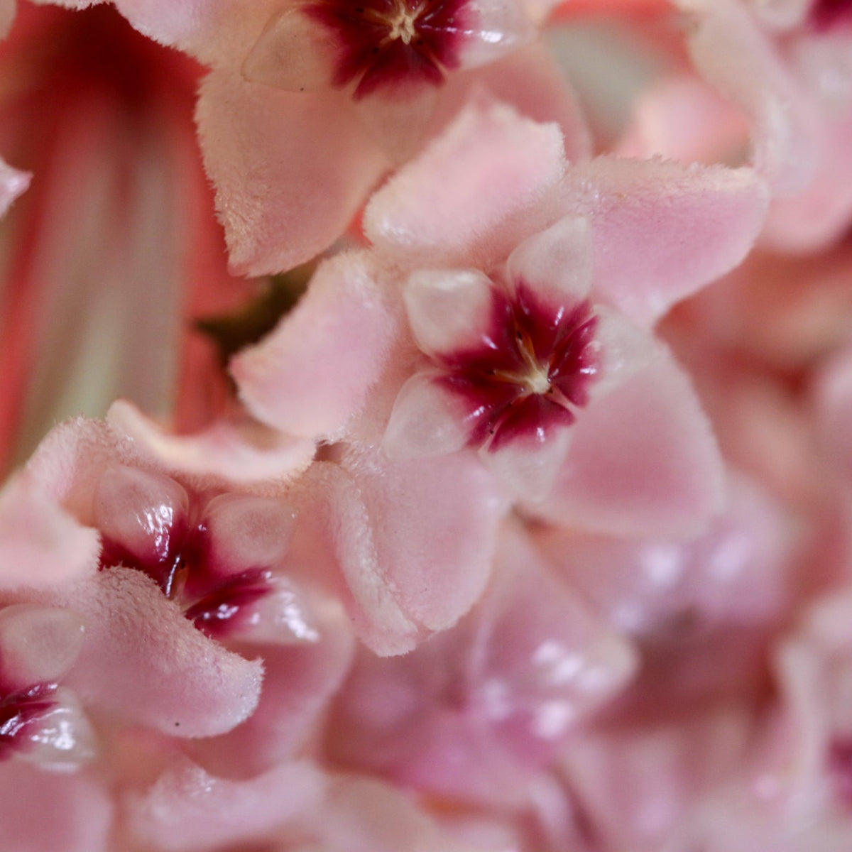 Blooms of Hoya Krimson Queen Pink Plant