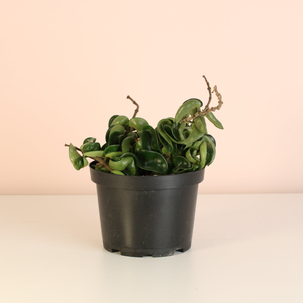 Hoya Compacta Curly Rope Plant