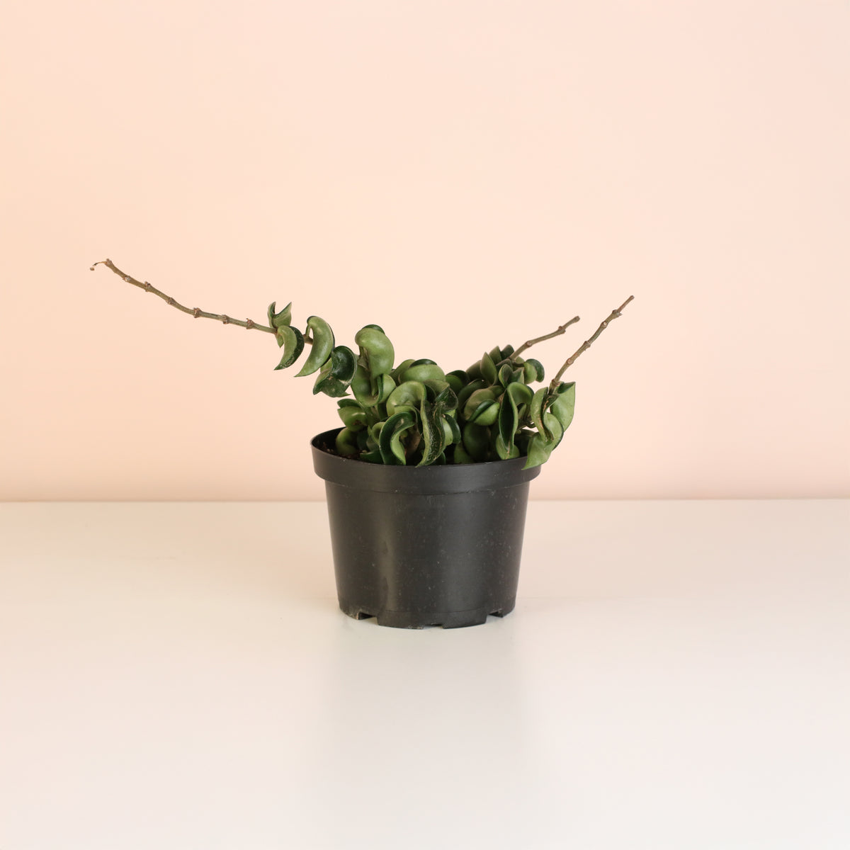 Hoya Compacta Curly Rope Plant