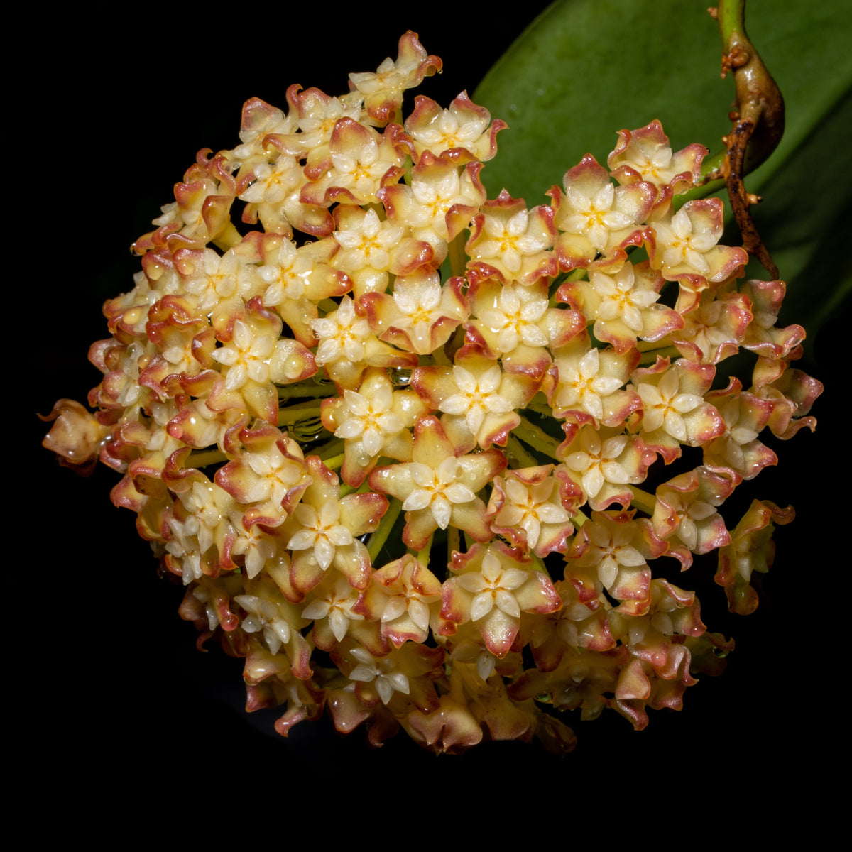 Flower Cluster from Pot of Gold 