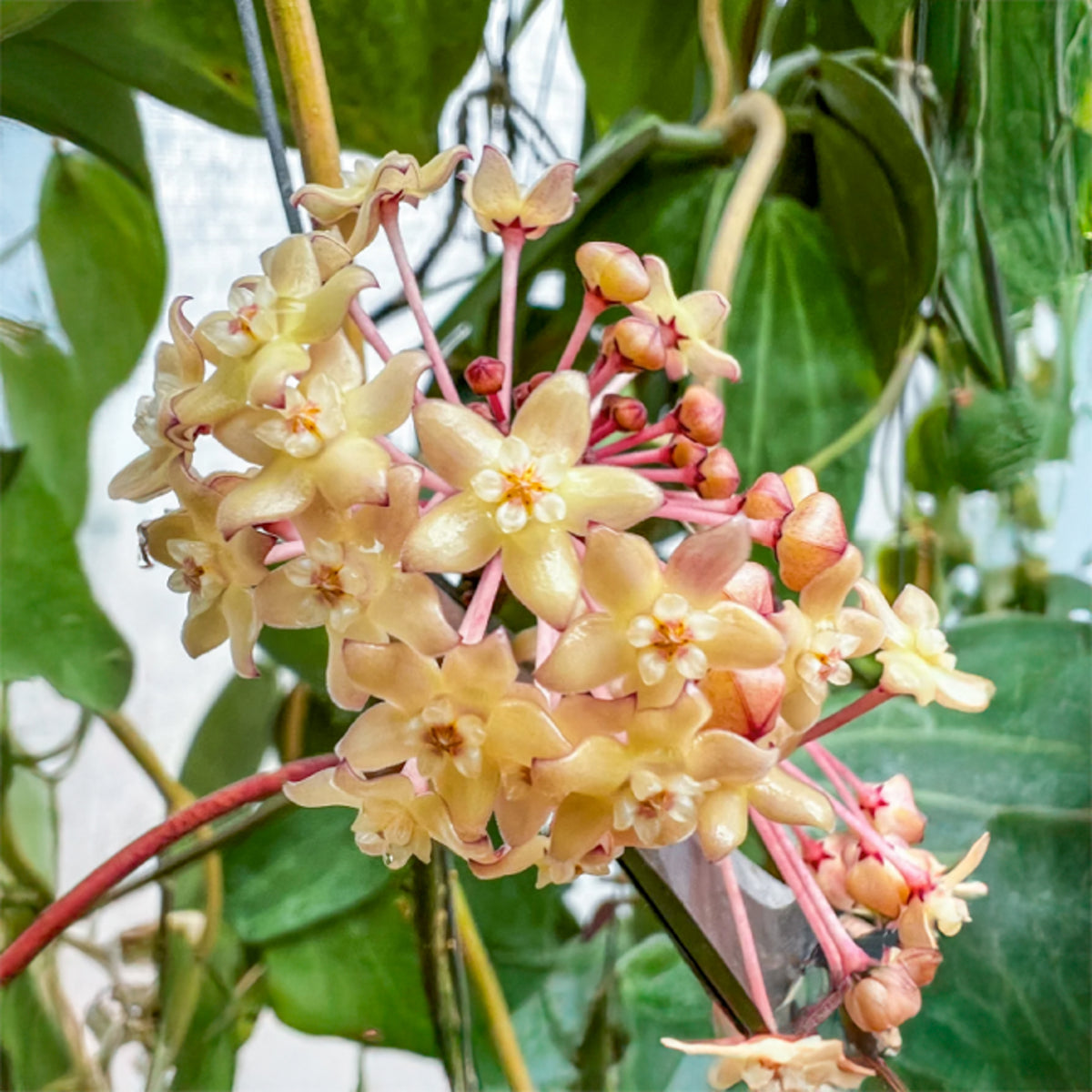 Cluster of flower blooms from Hoya Pot of Gold.