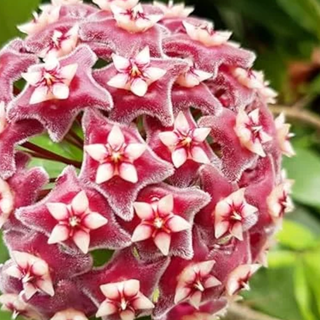 Hoya Carnosa and Pubicalyx Bundle