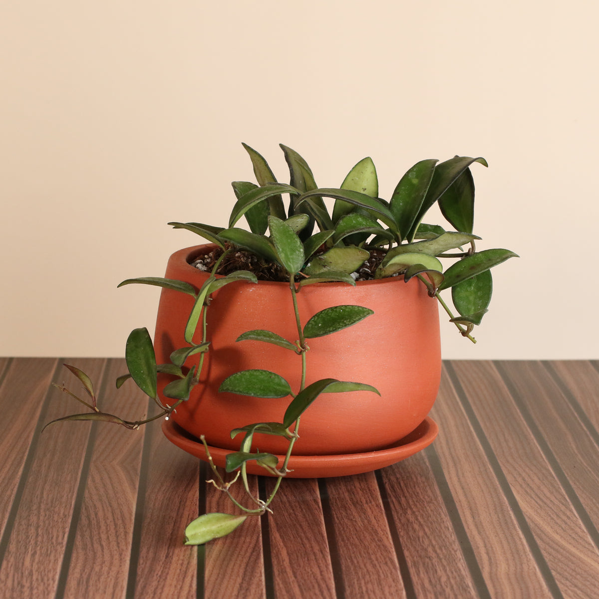 Hoya Rosita Plant