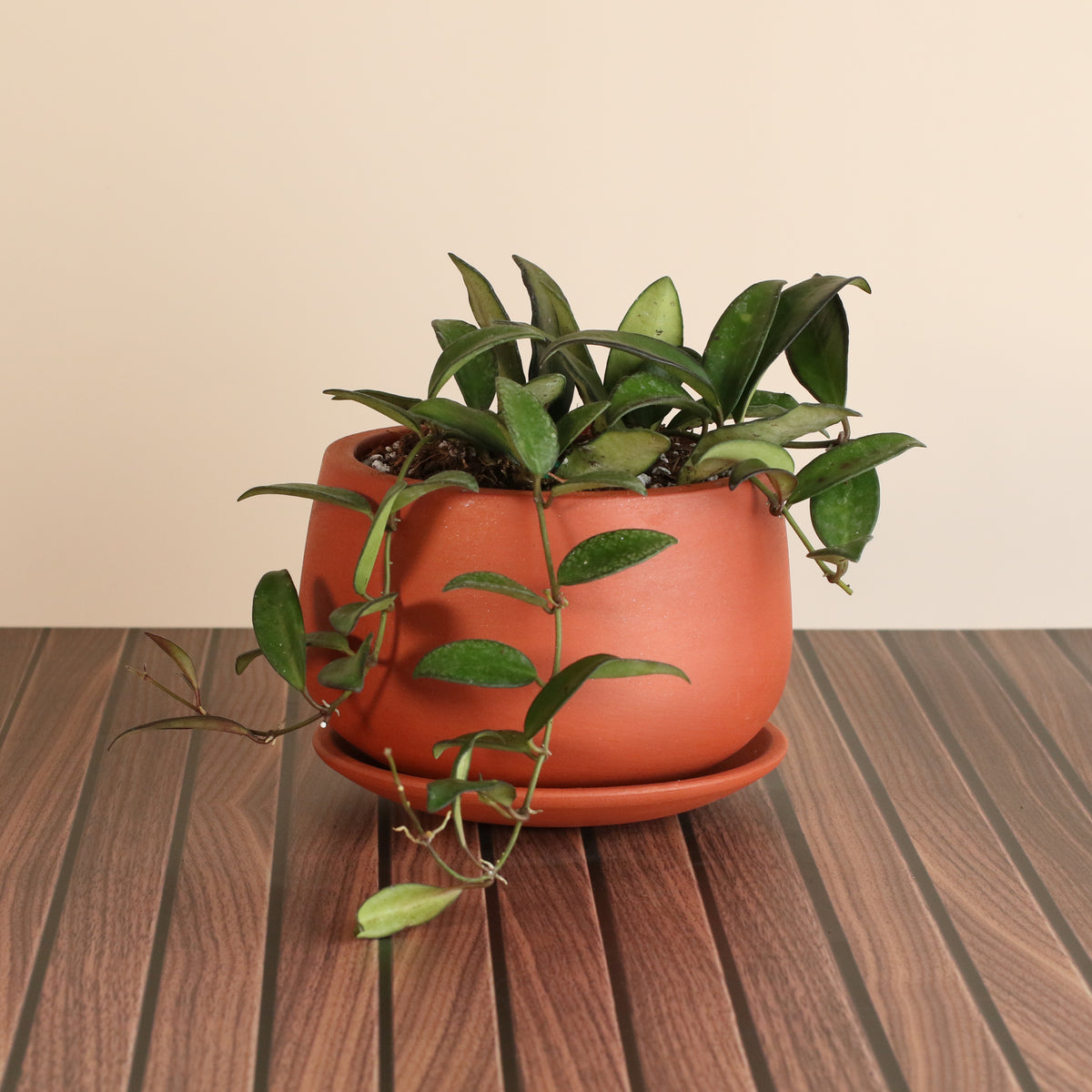 Hoya Rosita