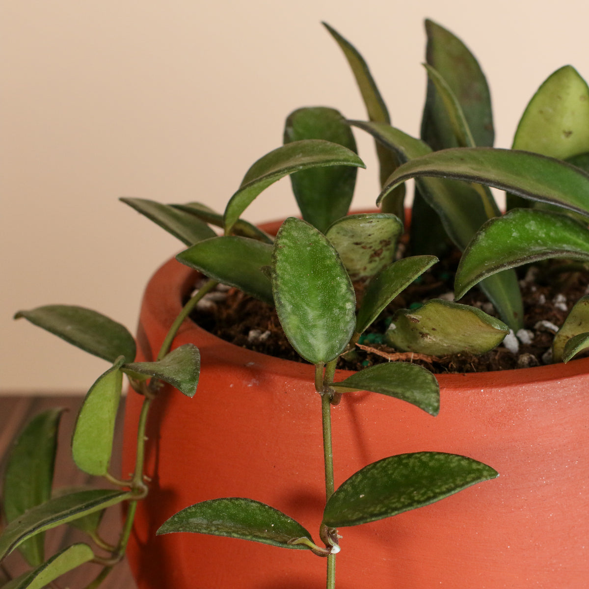 Hoya Rosita leaves