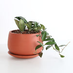 Hoya Rosita