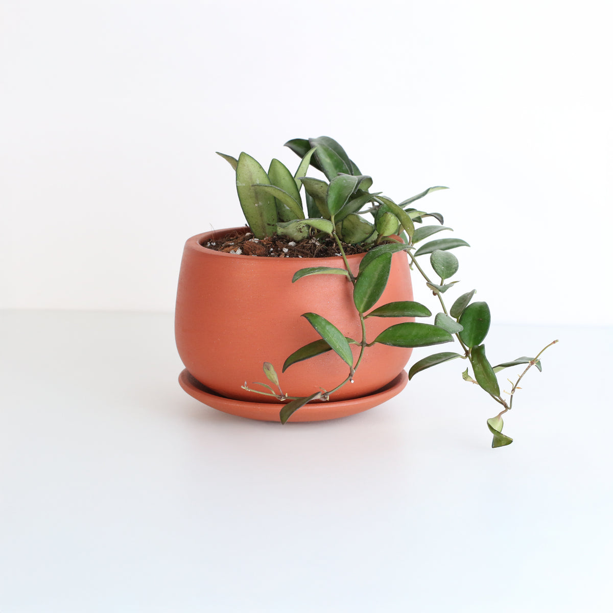 Hoya Rosita Plant