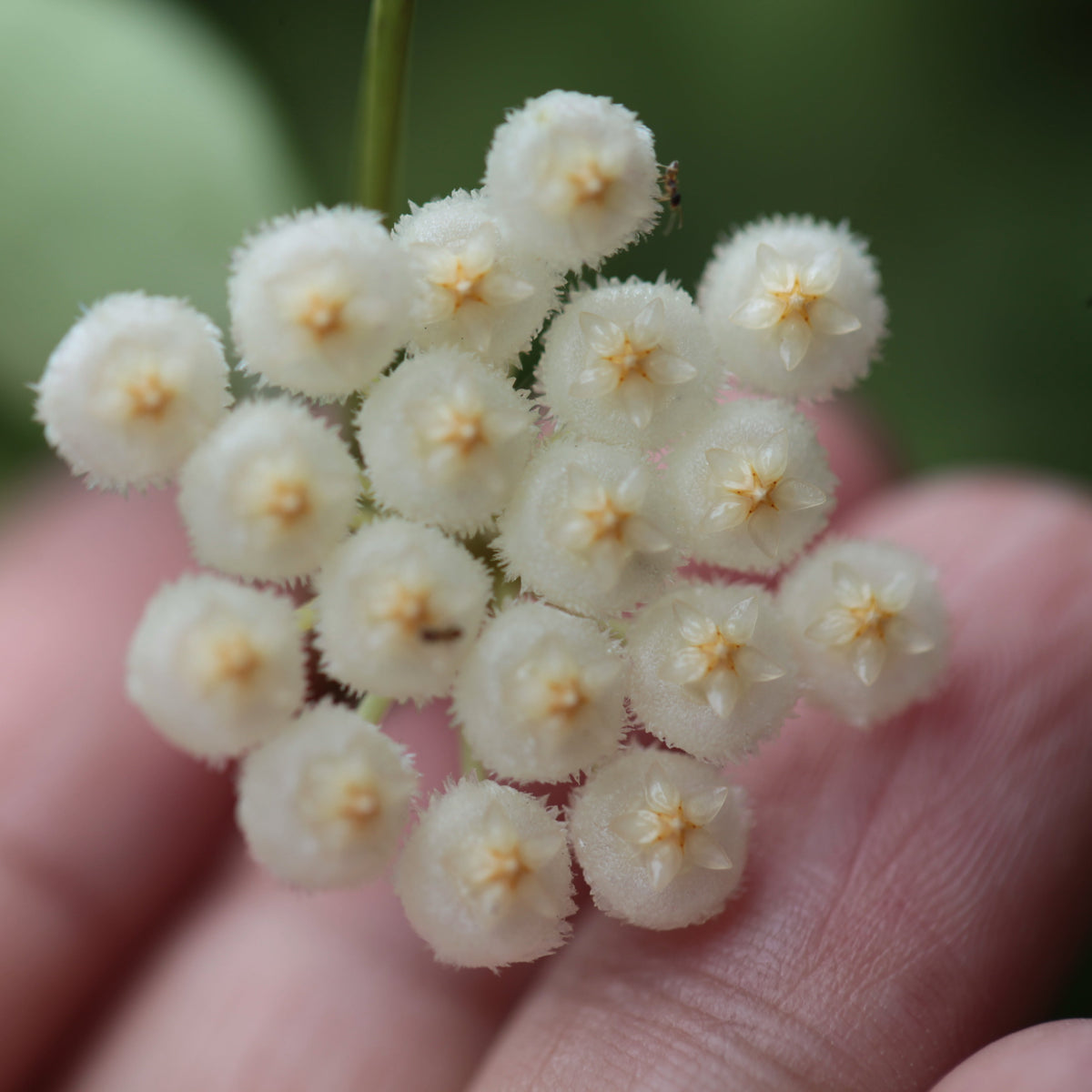 Hoya Sunrise Wax Plant Blooming